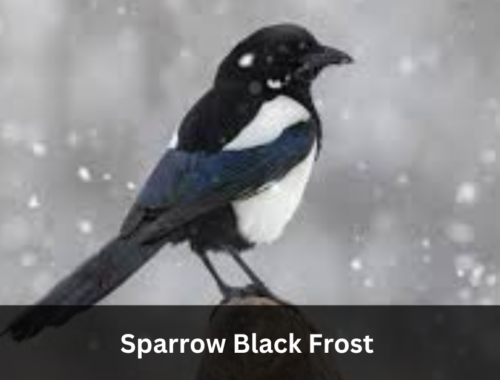 Sparrow Black Frost