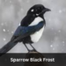 Sparrow Black Frost