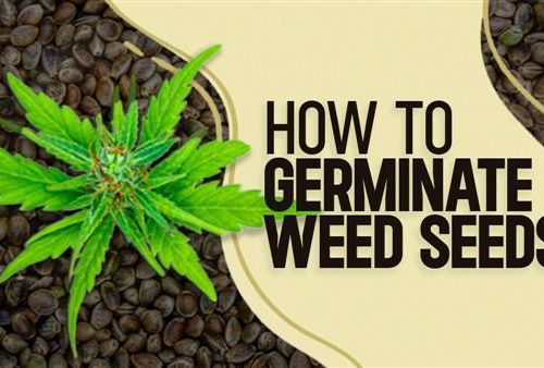 Step-By-Step Guide to Your First Cannabis Grow With Feminized Seeds