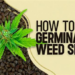 Step-By-Step Guide to Your First Cannabis Grow With Feminized Seeds