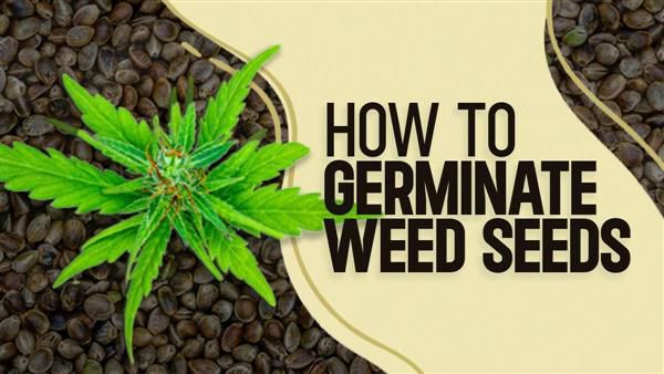 Step-By-Step Guide to Your First Cannabis Grow With Feminized Seeds