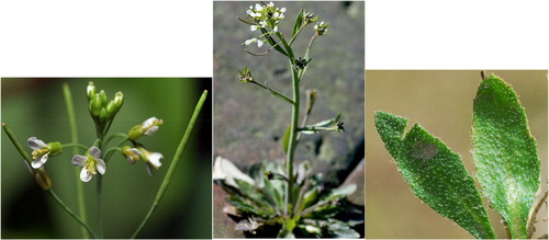 What Role Does the Name Barcelia Play in Botany?